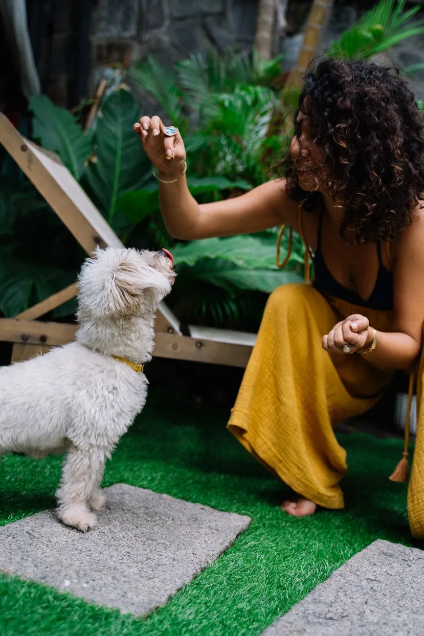 Éducation canine positive