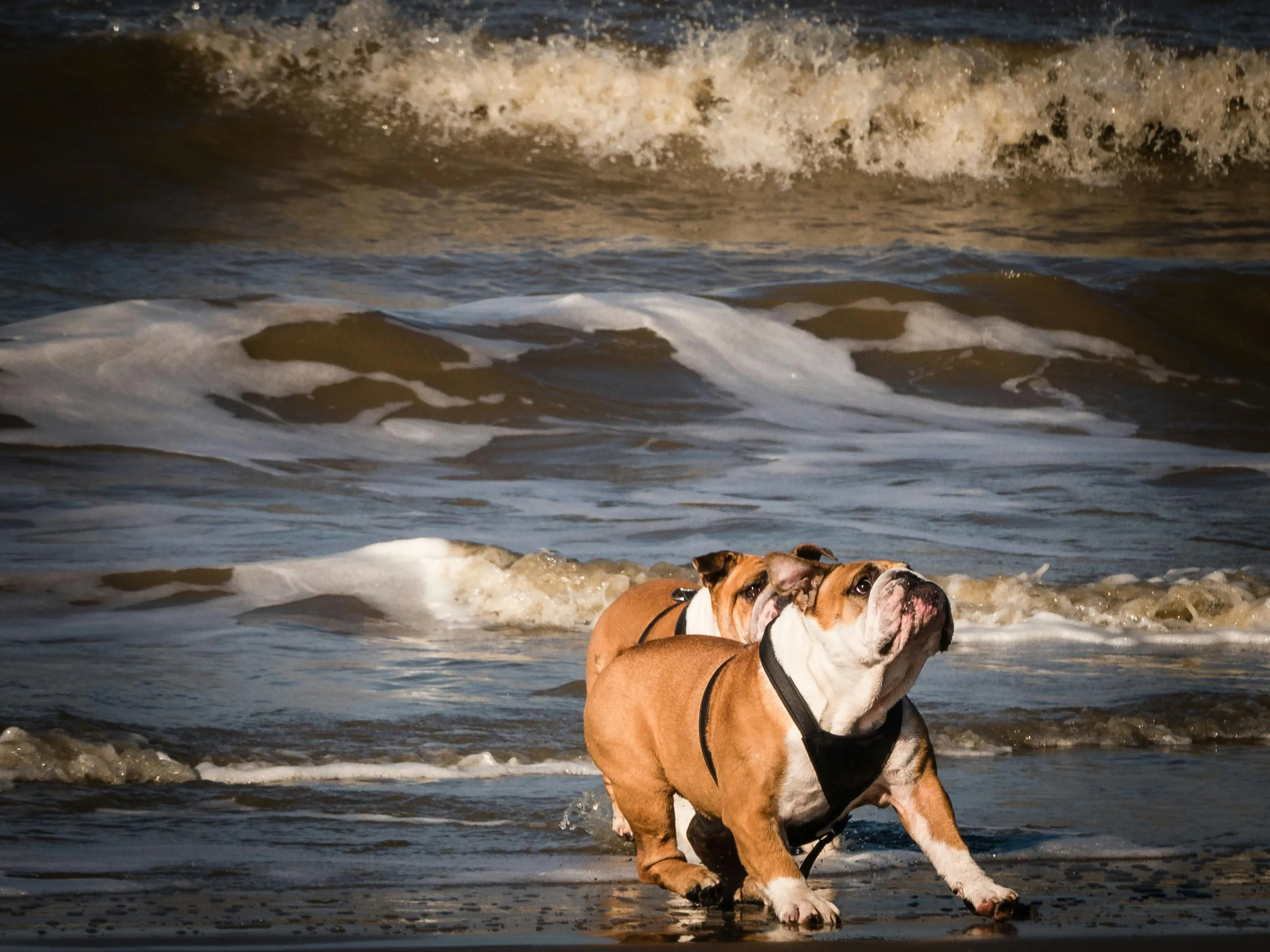 Chien détendu sur le dos