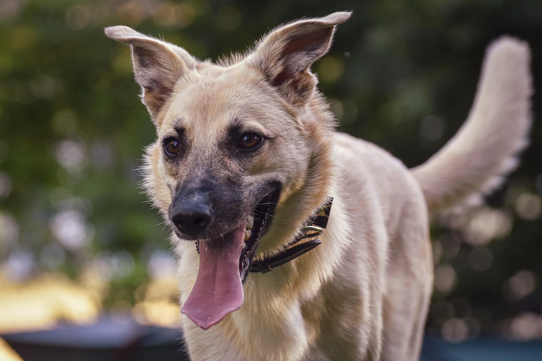 Chien heureux et en bonne santé courant dans la nature