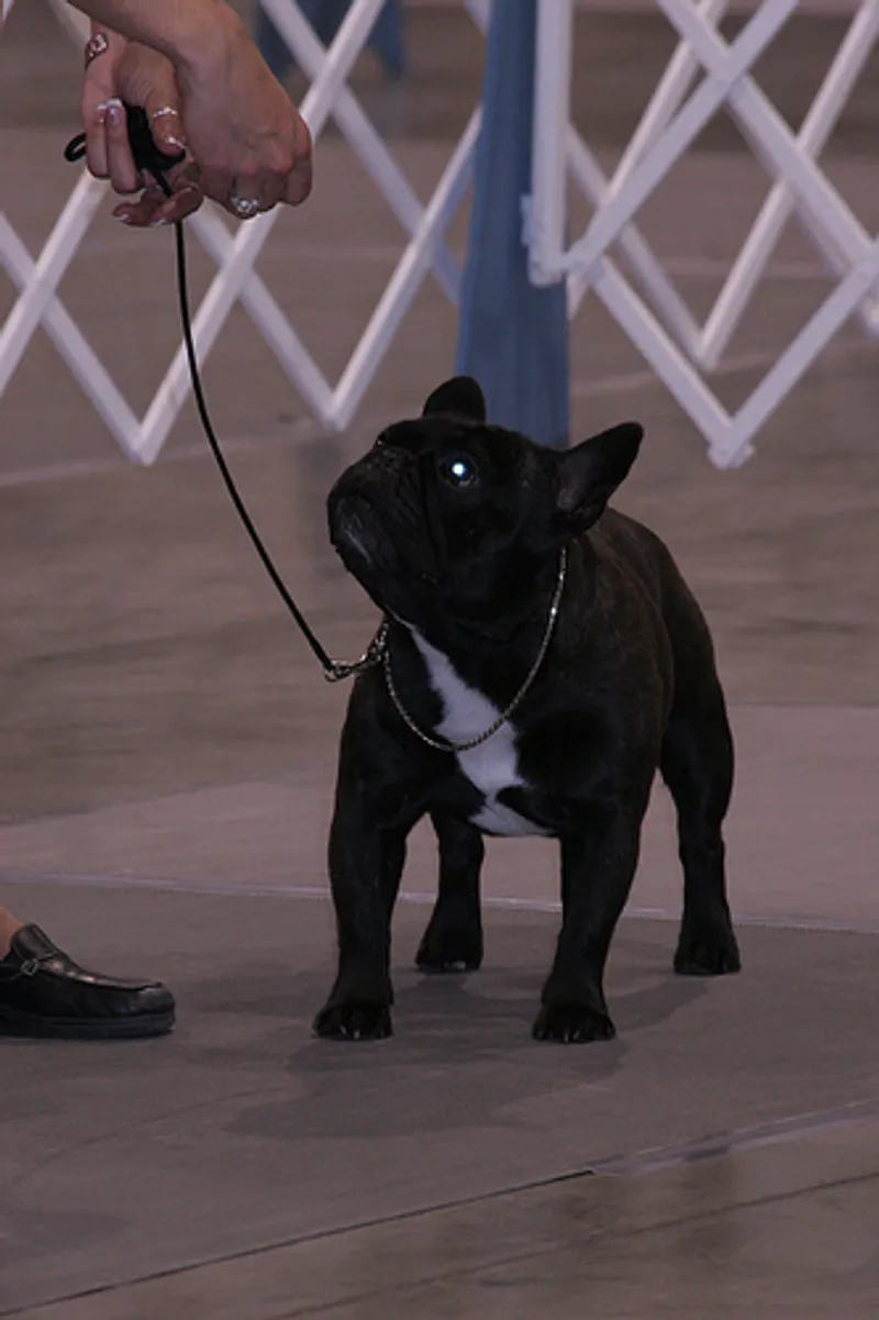 Photo French Bulldog