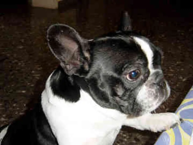 Photo French Bulldog