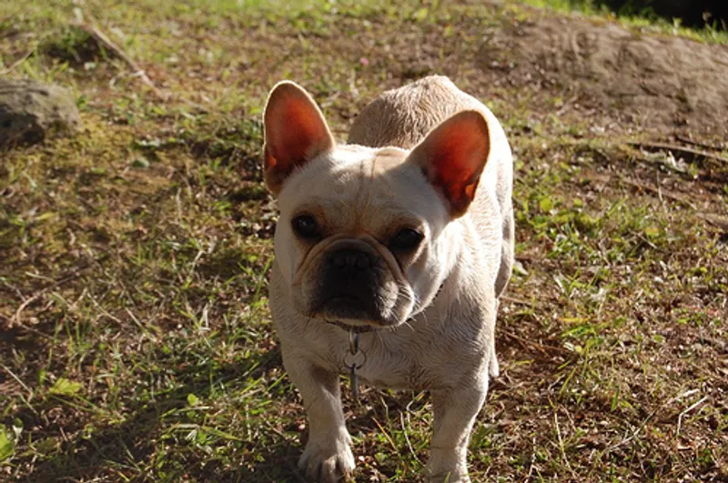 Photo French Bulldog