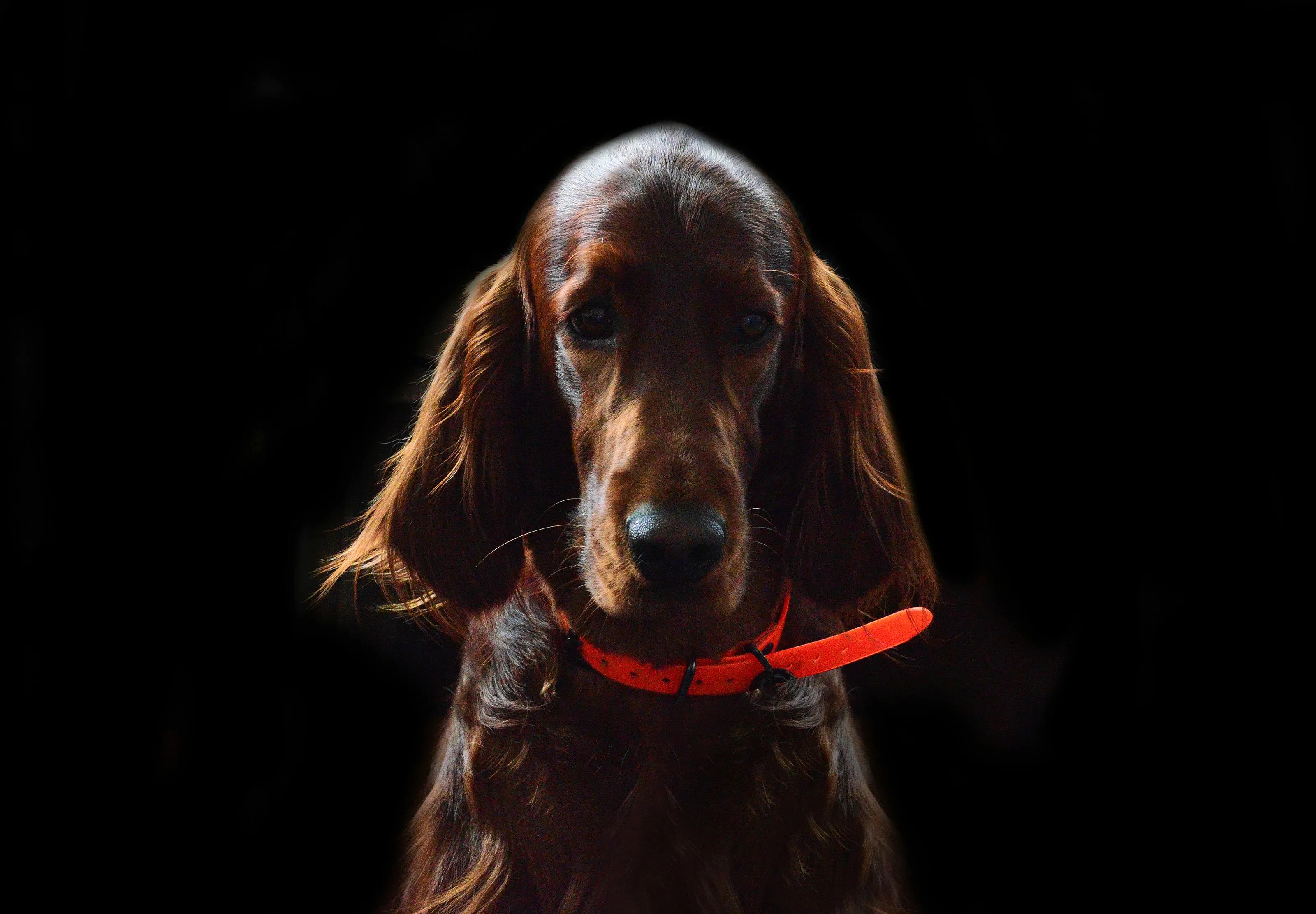 Chien dans bibliothèque