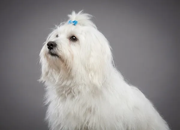 Photo de Coton de Tulear