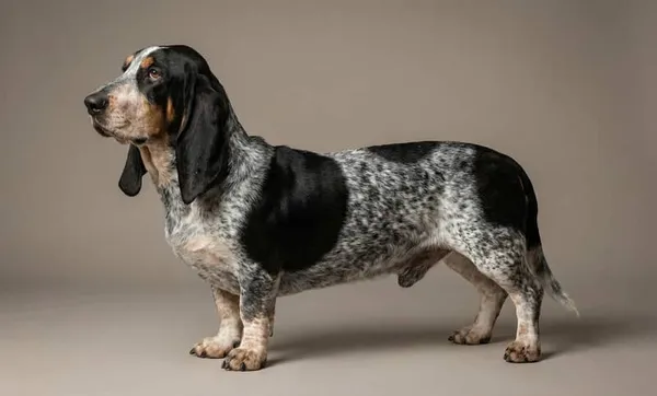 Photo de Basset Bleu de Gascogne