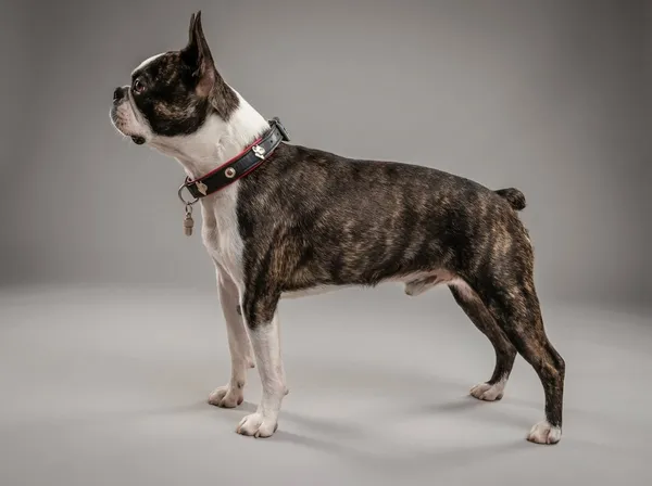 Photo de Boston Terrier