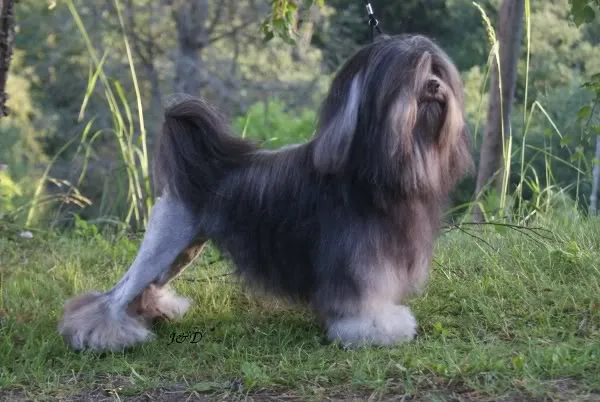 Photo de Little Lion Dog