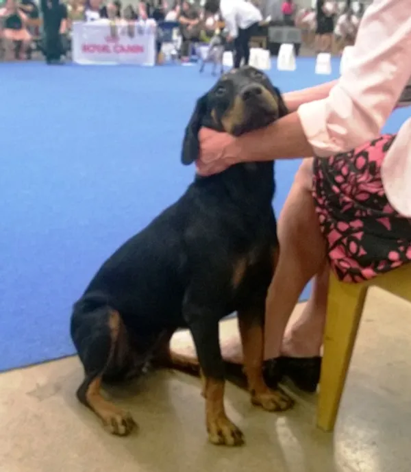 Photo de Montenegrin Mountain Hound