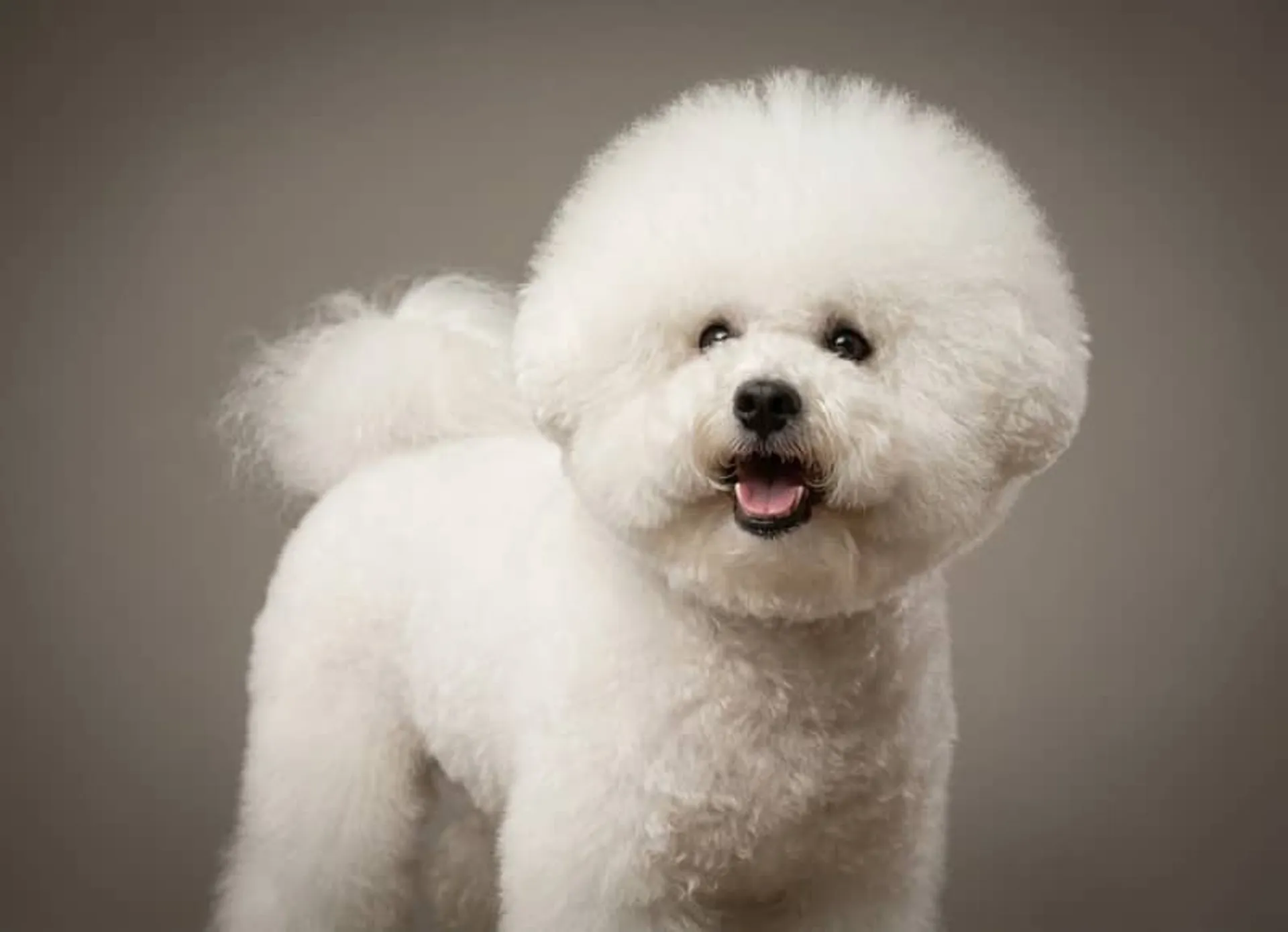 Bichon Frisé