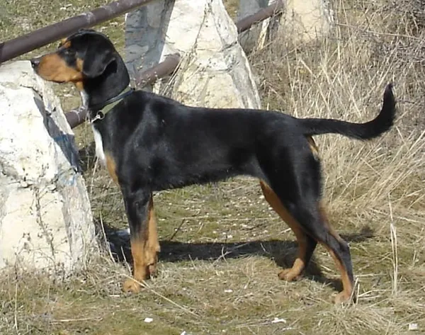 Photo de Transylvanian Hound
