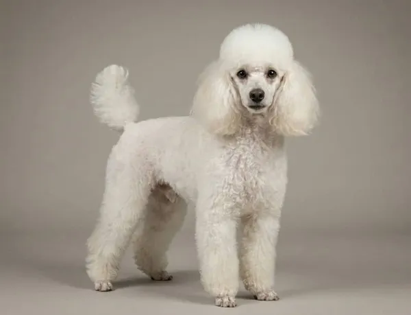 Photo de Poodle (Miniature)