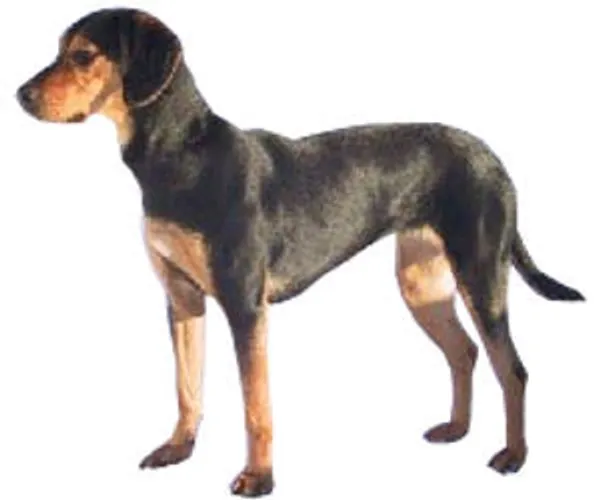 Photo de Hellenic Hound