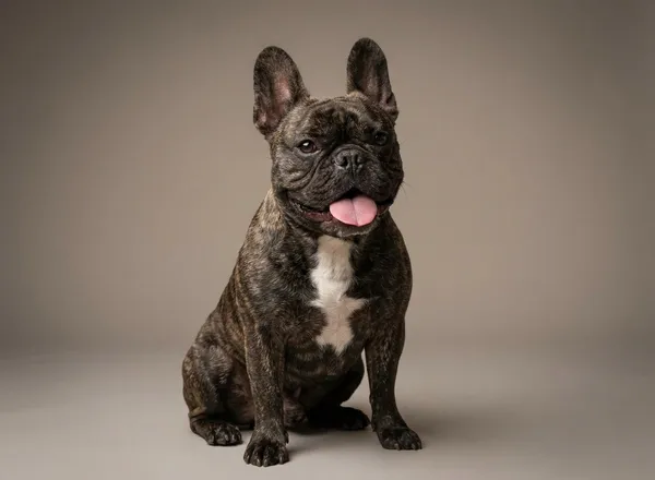 Bouledogue Français