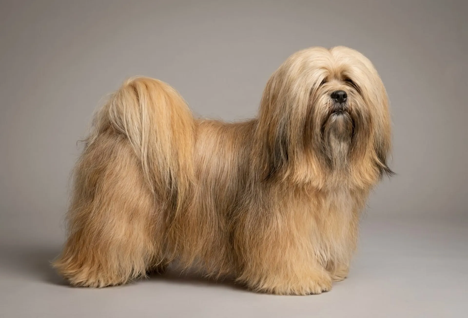 Lhassa Apso