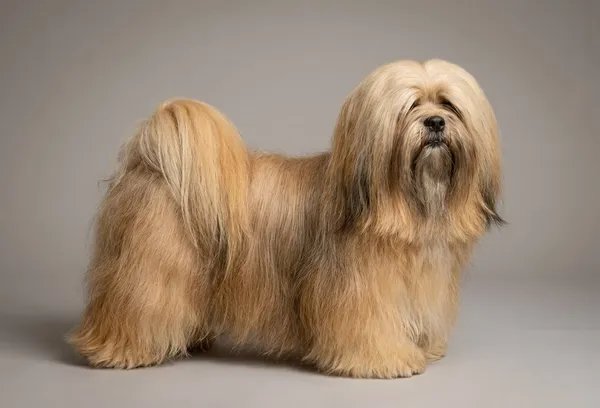 Lhassa Apso