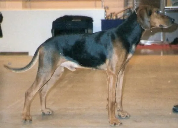 Photo de Schiller Hound