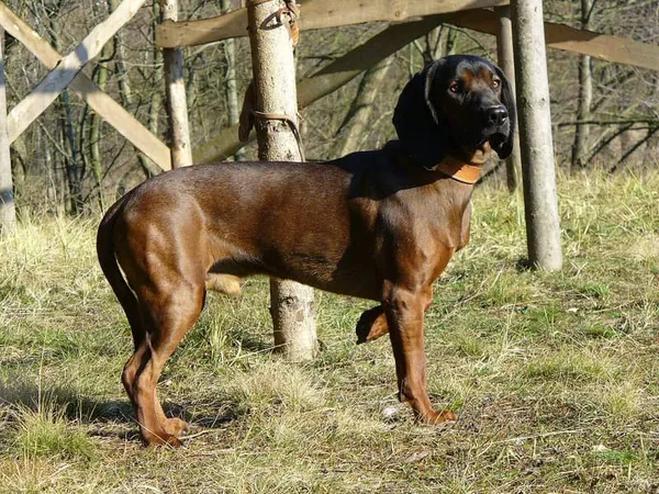Photo de Bavarian Mountain Scent Hound