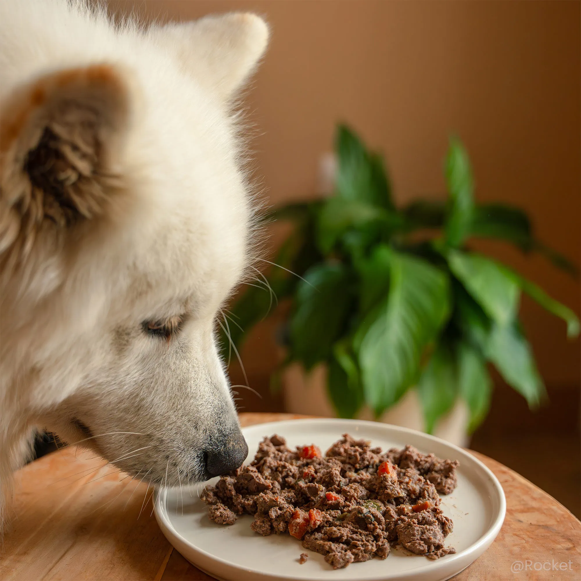 Pâtée de viande humide pour chien