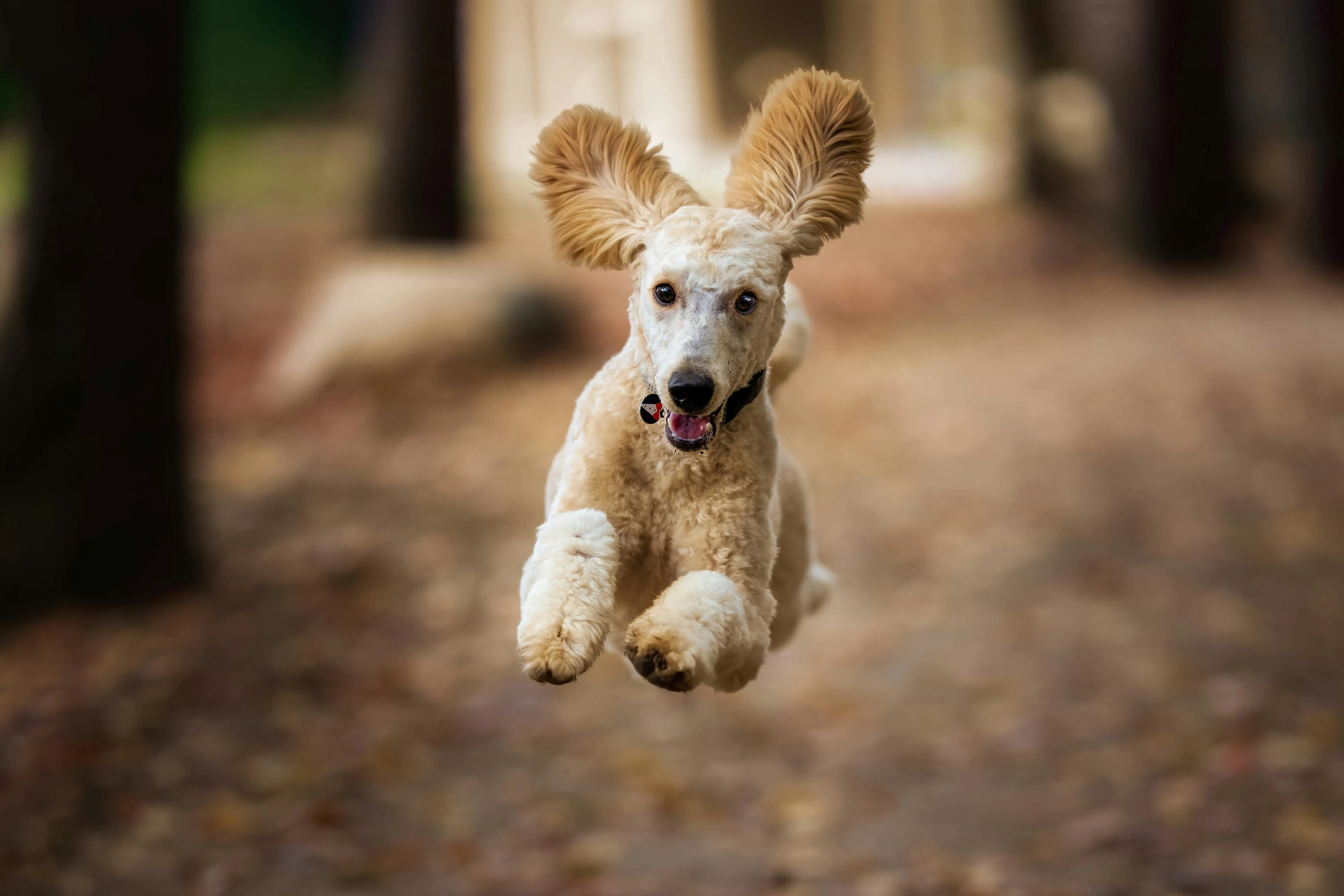Chiot qui court en pleine nature