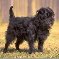 Photo Affenpinscher