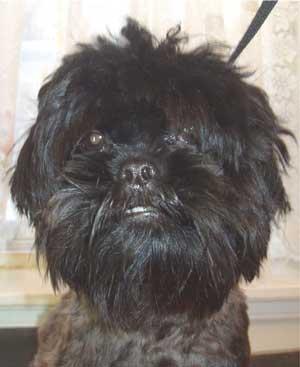 Photo Affenpinscher