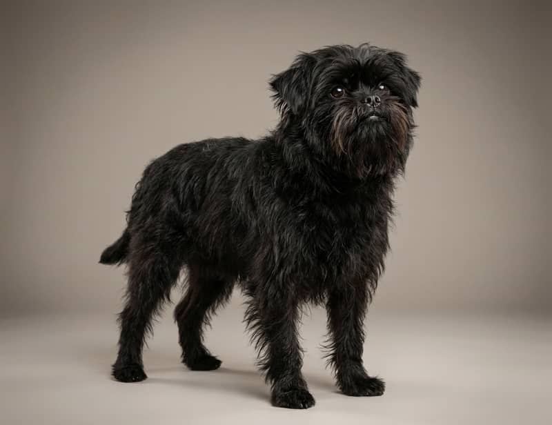 Photo de Affenpinscher