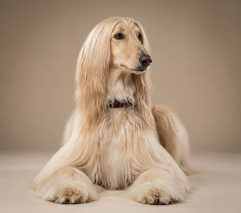 Photo de Afghan Hound