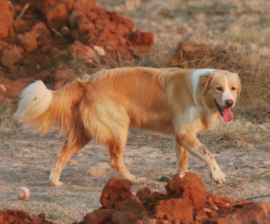 Photo de Atlas Mountain Dog