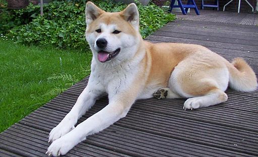 Photo Akita