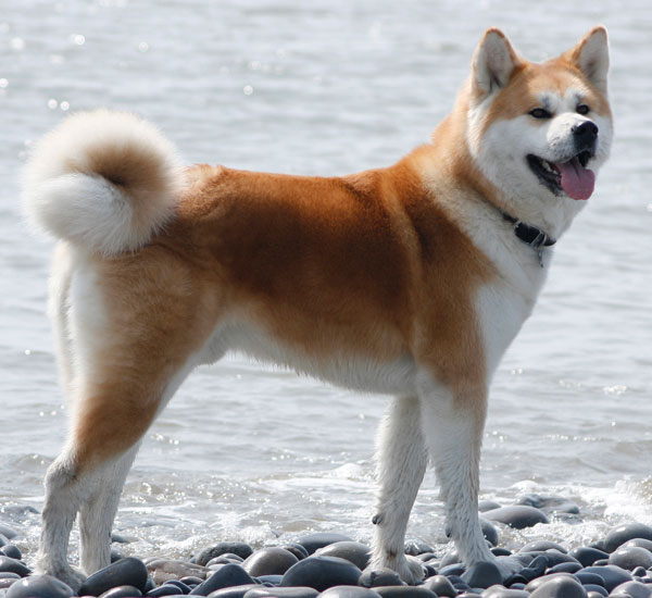 Photo Akita