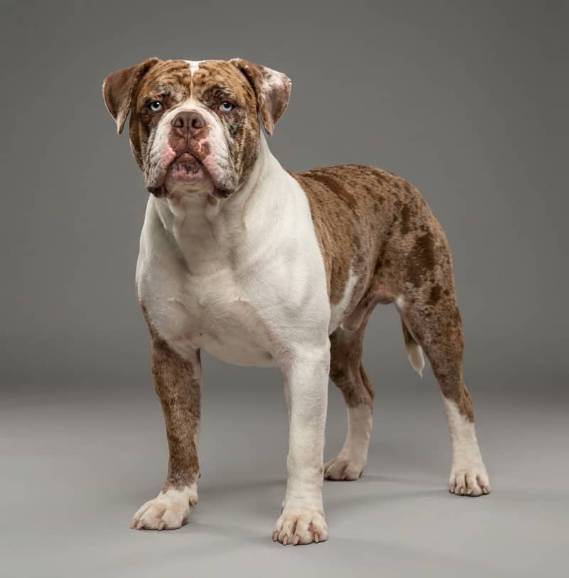Photo de Alapaha Blue Blood Bulldog