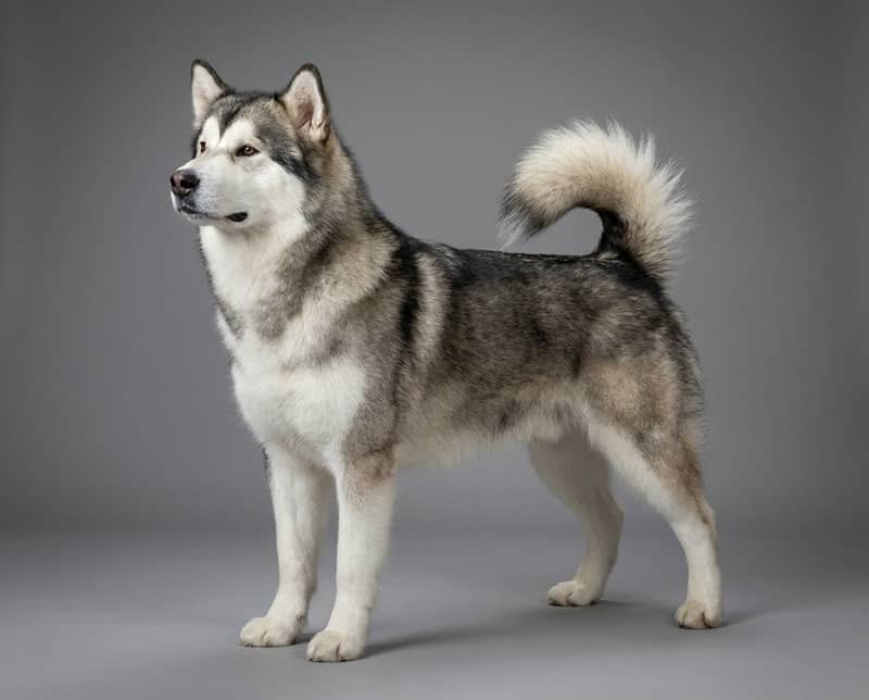 Photo de Alaskan Malamute