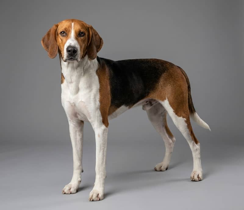 Photo de American Foxhound