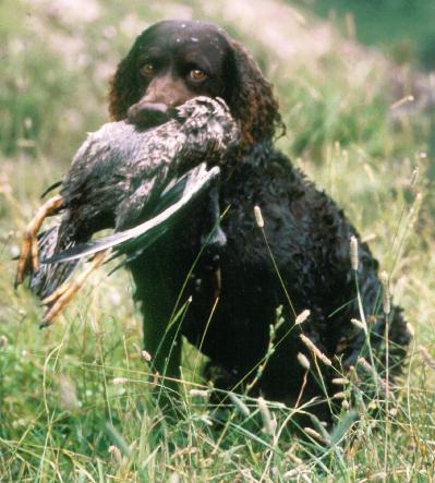 Photo de American Water Spaniel