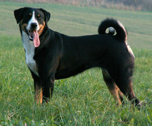 Photo de Appenzeller Mountain Dog