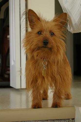 Photo Australian Terrier