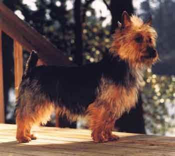 Photo Australian Terrier