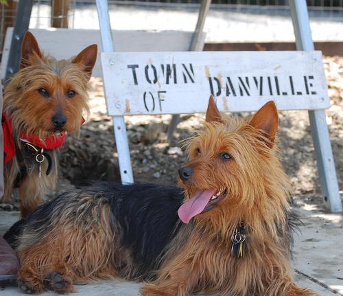 Photo Australian Terrier