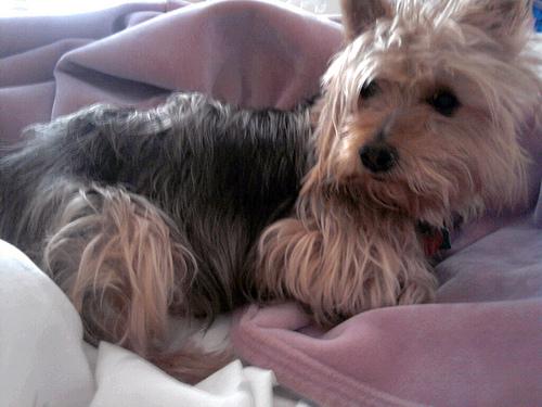 Photo Australian Terrier