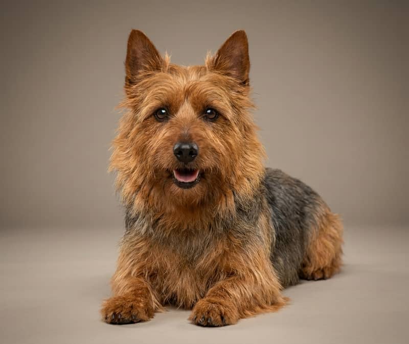 Photo de Australian Terrier