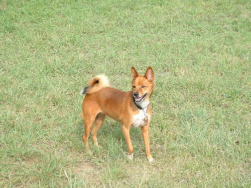 Photo Basenji