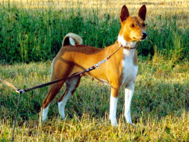 Photo Basenji