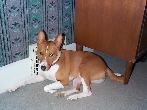 Photo Basenji