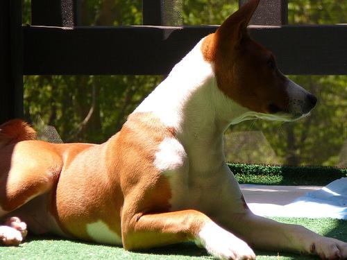 Photo Basenji