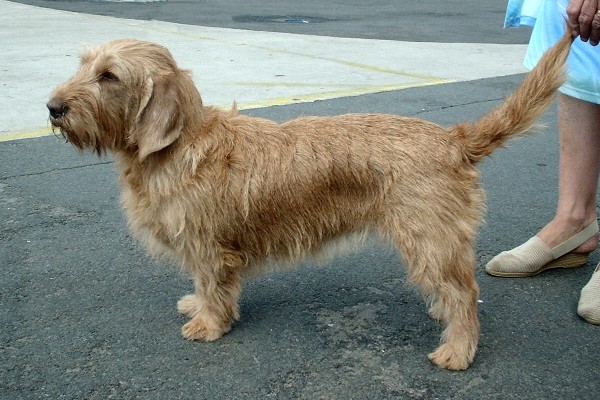 Photo de Basset Fauve de Bretagne