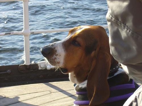 Photo Basset Hound