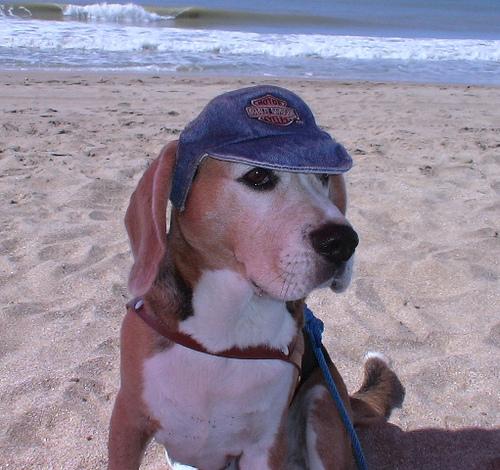 Photo Beagle