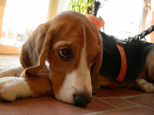 Photo Beagle