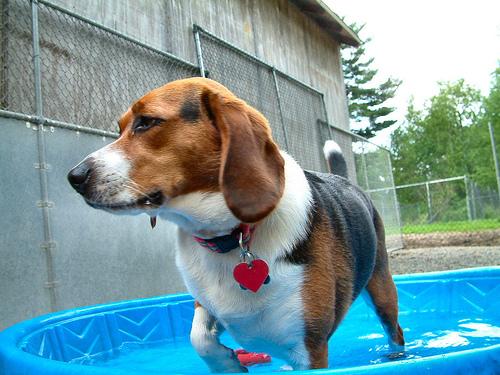 Photo Beagle