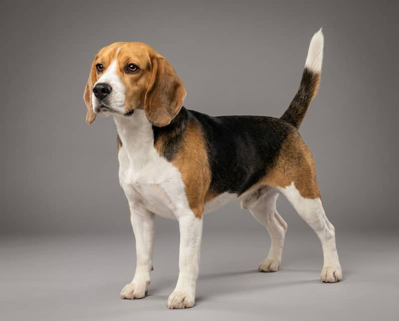 Photo de Beagle